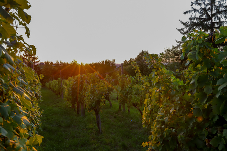 foto Maja Modrinjak_Vinarium 2025-135